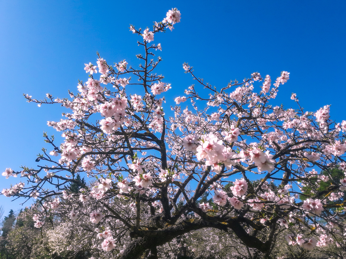 Flores de almendro rosa pálido que florecen en un árbol contra un cielo azul brillante.
